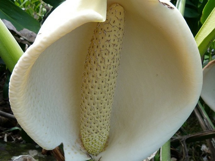 Monstera deliciosa