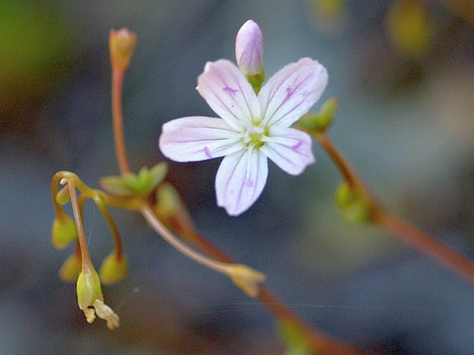 MONTIA PARVIFOLIA (Moc. ex DC.) Greene - zdrojovka