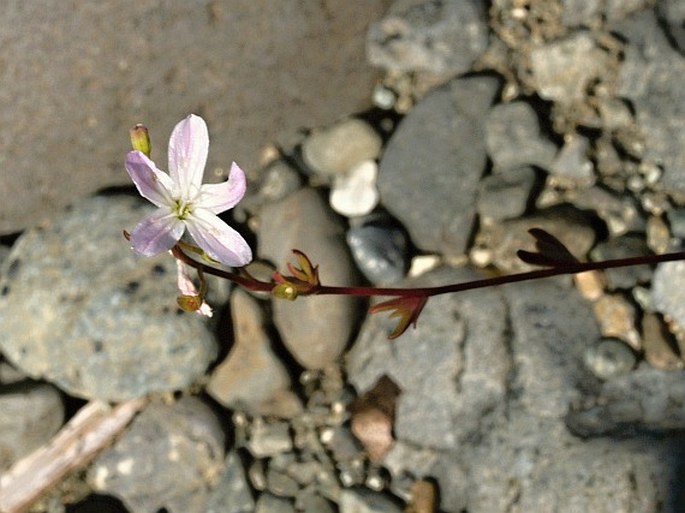 Montia parvifolia