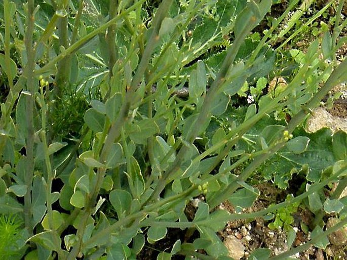Montinia caryophyllacea