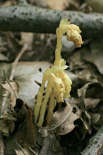 Monotropa hypophegea