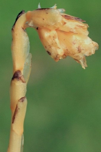 Monotropa hypophegea