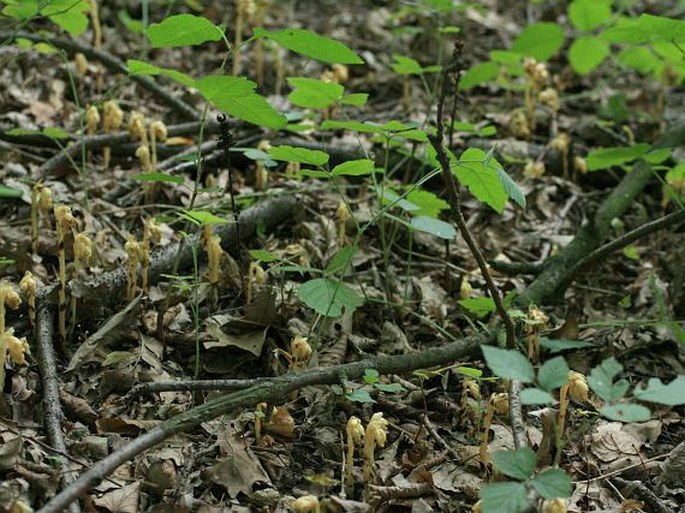 Monotropa hypophegea