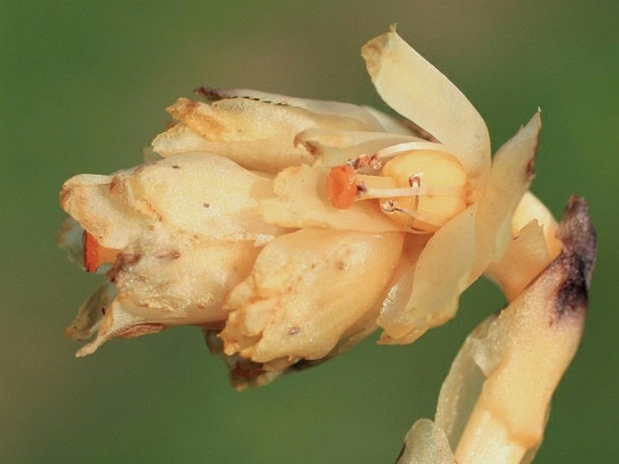 Monotropa hypophegea