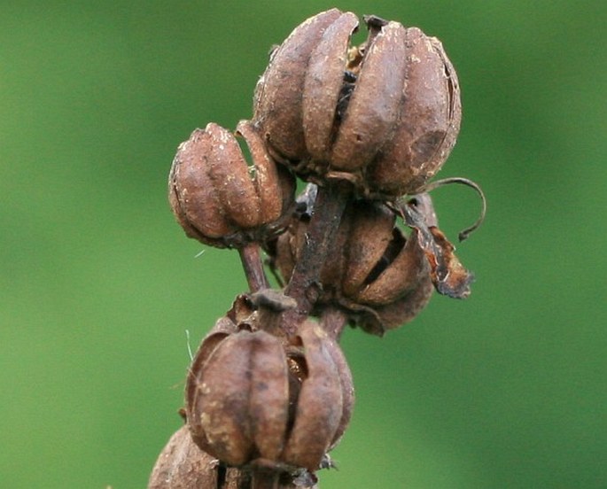 Monotropa hypophegea