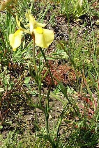 Moraea cooperi