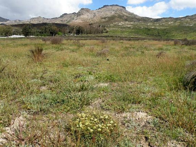 Moraea cooperi