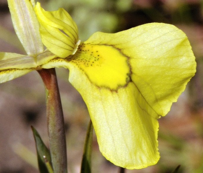 Moraea cooperi