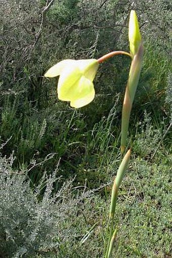 Moraea bellendenii