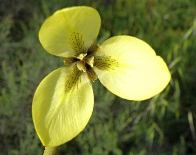 Moraea bellendenii