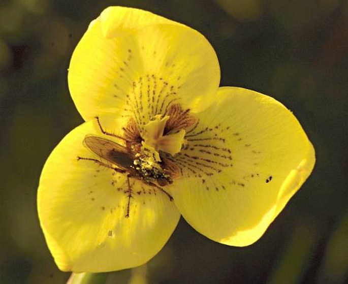 Moraea bellendenii