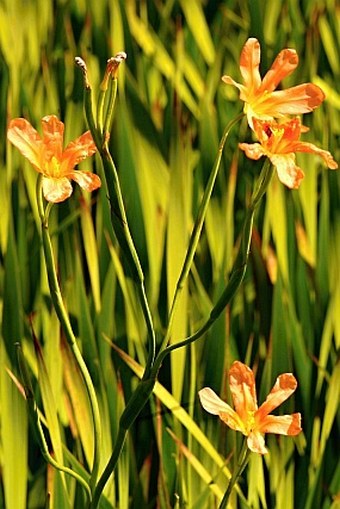 Moraea flaccida