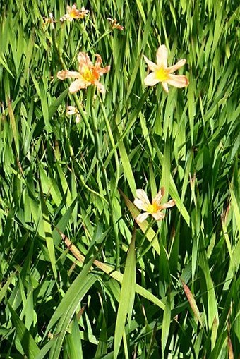 Moraea flaccida