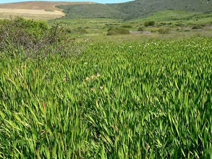 Moraea flaccida