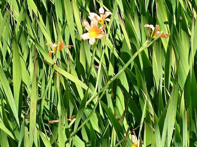 Moraea flaccida