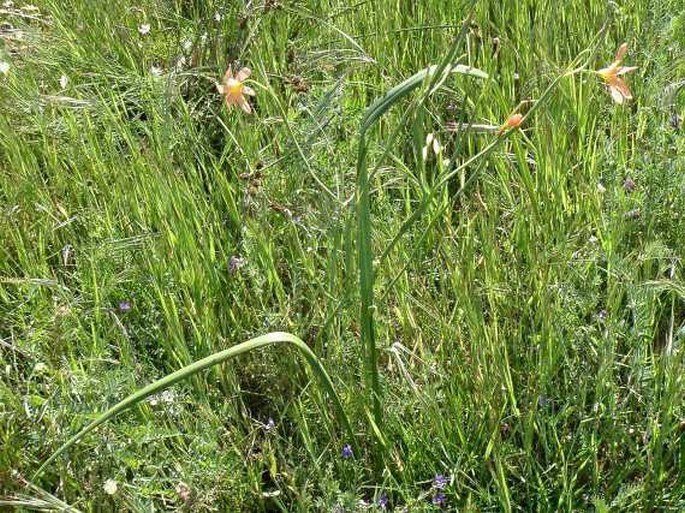 Moraea flaccida