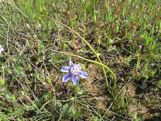 Moraea lugubris