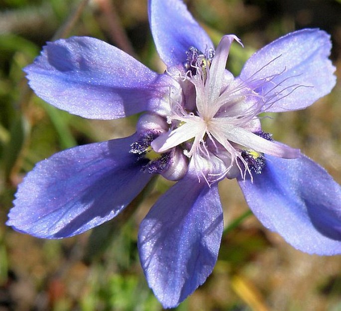 Moraea lugubris