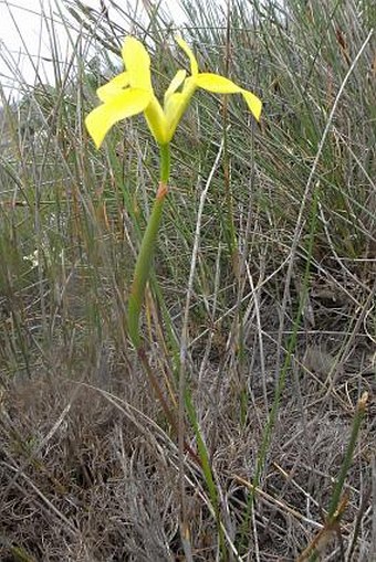 Moraea neglecta