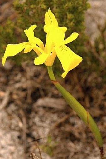 Moraea neglecta