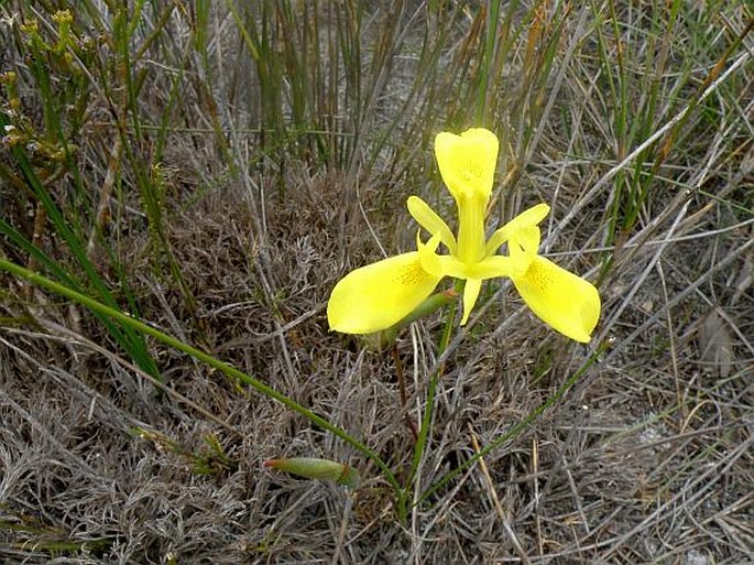 Moraea neglecta