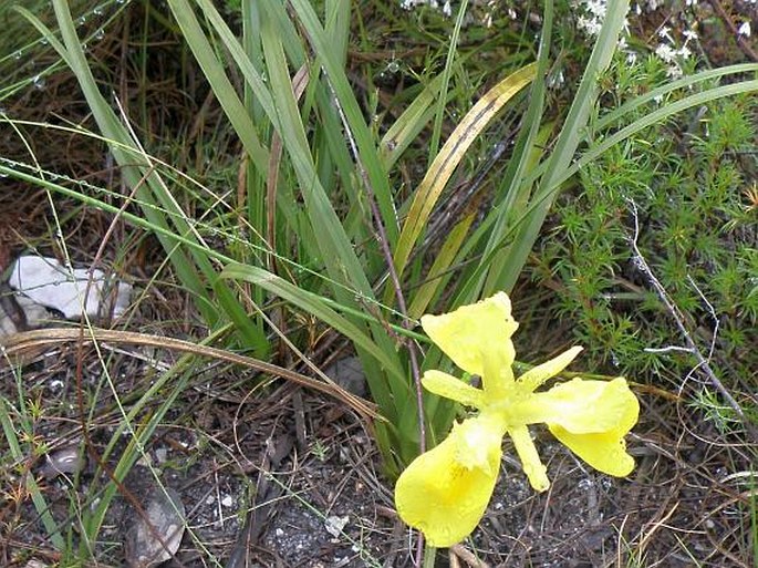 Moraea neglecta