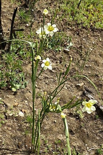 Moraea ochroleuca