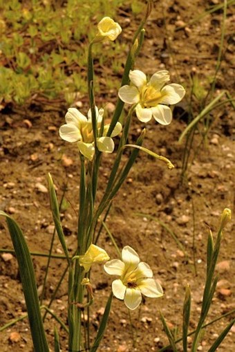 Moraea ochroleuca