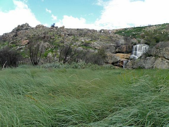 Moraea ochroleuca