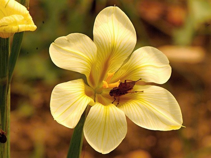 Moraea ochroleuca