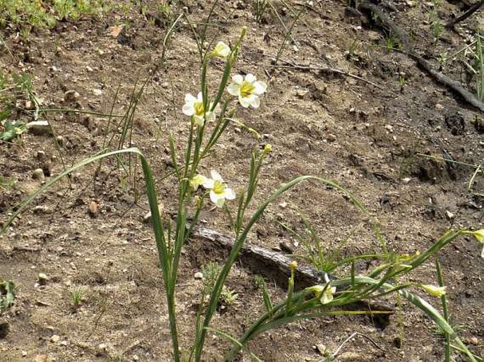 Moraea ochroleuca