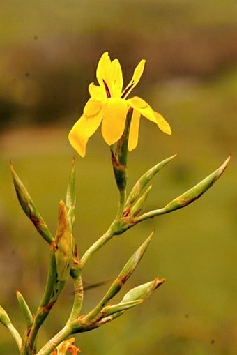 Moraea ramosissima