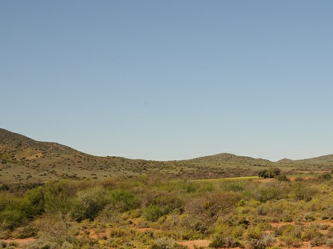 Moraea polystachya