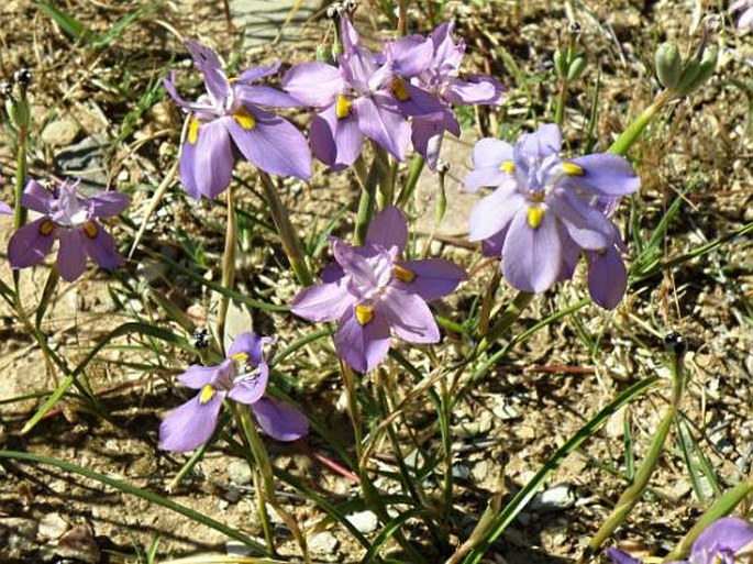 Moraea polystachya