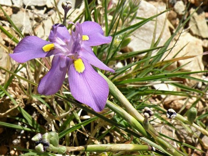 Moraea polystachya