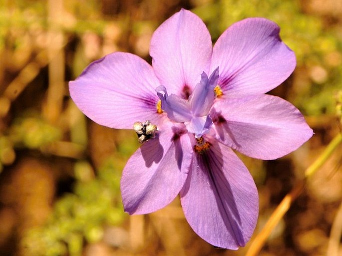 Moraea polystachya