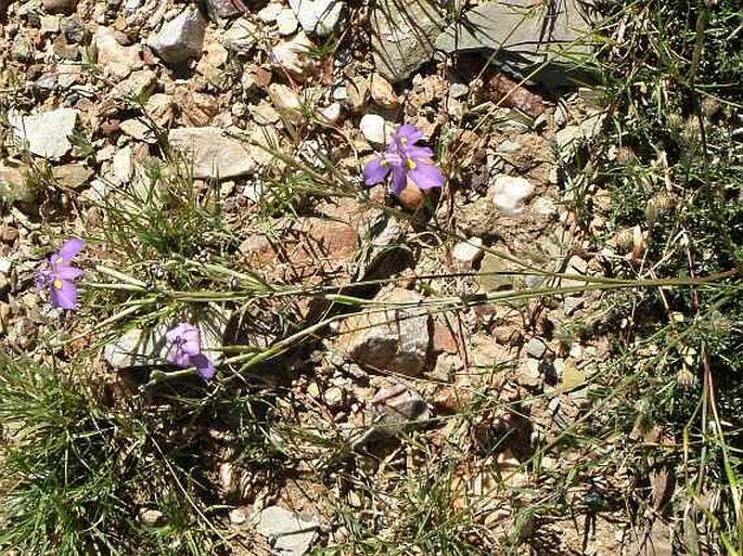 Moraea polystachya