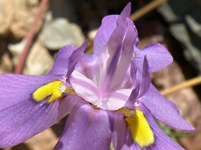 Moraea polystachya