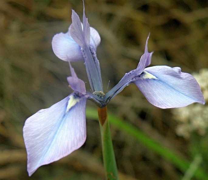 Moraea tripetala