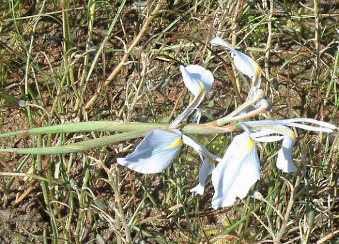 Moraea tripetala