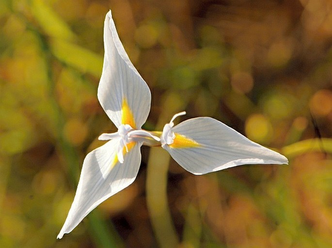 Moraea tripetala