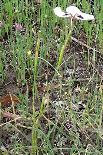 Moraea villosa