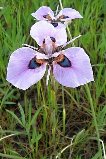 Moraea villosa