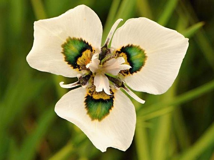 Moraea villosa