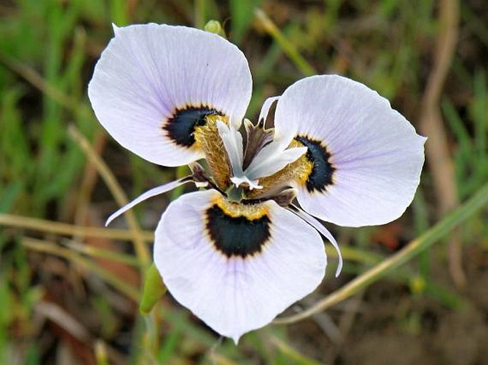 Moraea villosa