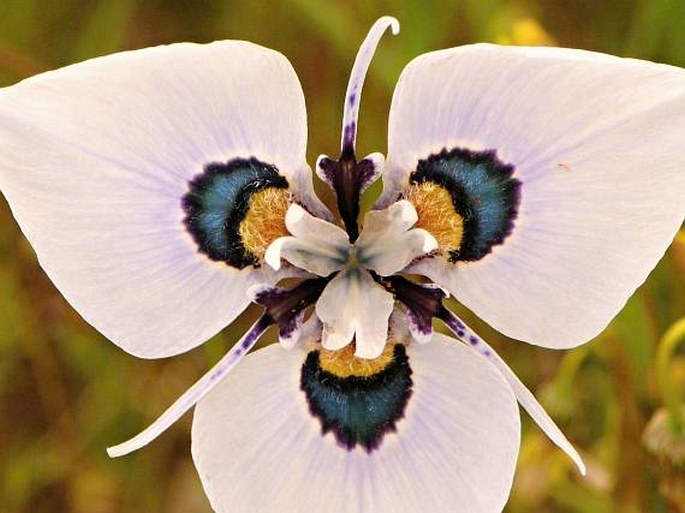 Moraea villosa