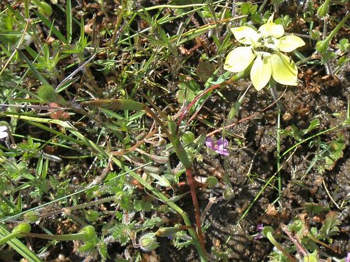 Moraea bituminosa