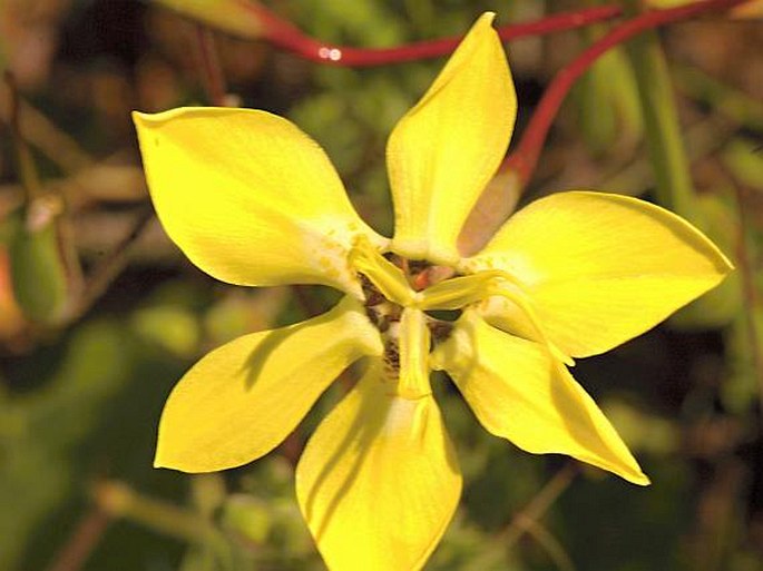 Moraea bituminosa