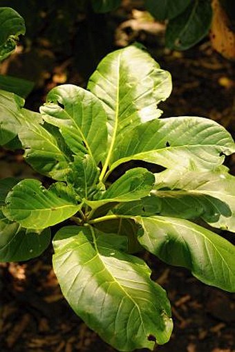 Morinda citrifolia