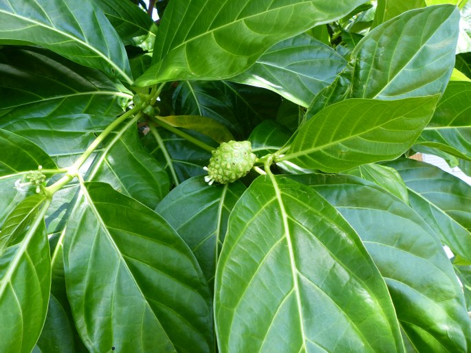 Morinda citrifolia